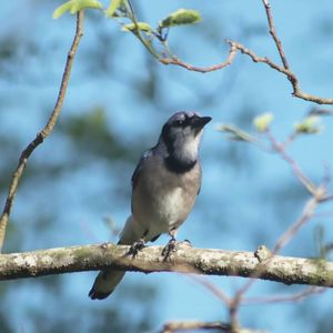 Close-up of bird perching on branch