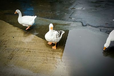 Swans on water