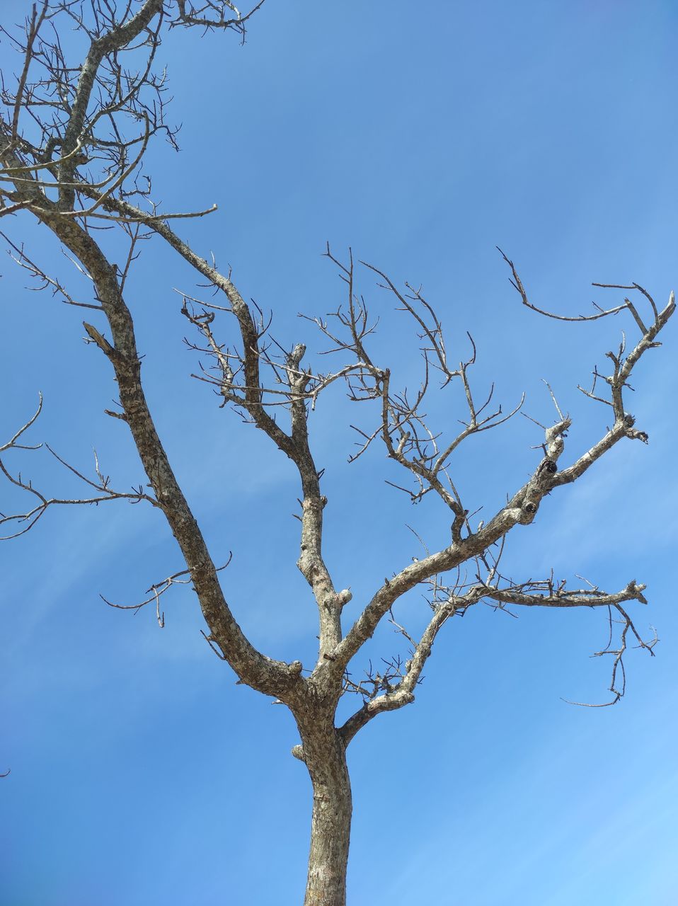 branch, tree, sky, plant, nature, bare tree, blue, twig, no people, low angle view, beauty in nature, leaf, flower, outdoors, day, clear sky, tranquility, animal wildlife, plant stem, animal, environment, scenics - nature, animal themes, wildlife