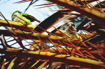 Low angle view of tree against sky