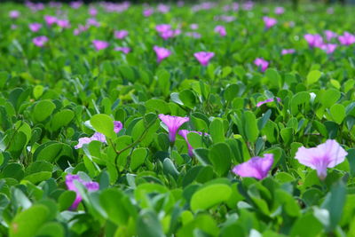 Close-up of flowers blooming in field