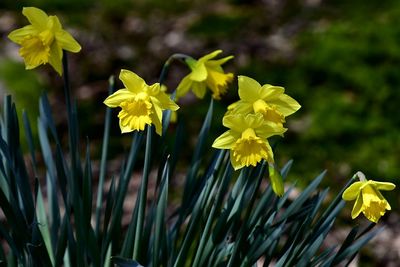 Close-up of yellow flowers blooming outdoors