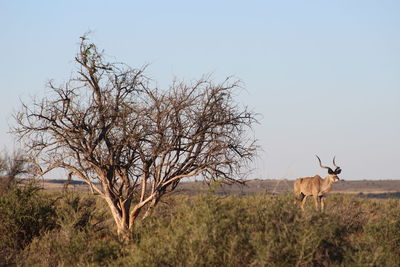 Horse on field against clear sky