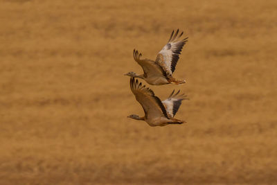 Close-up of birds flying over land