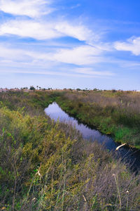 A canal and salt marsh vegetation
