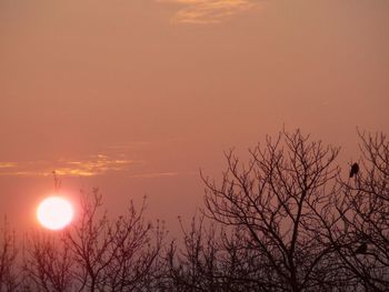 Silhouette bare tree against orange sky