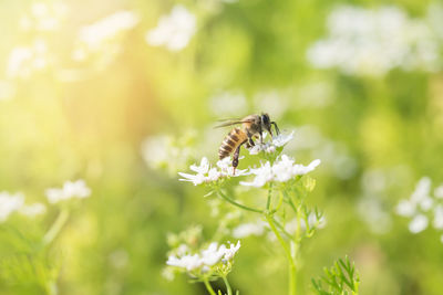 Close-up of bee on white flower