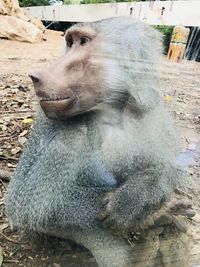 Close-up of a monkey