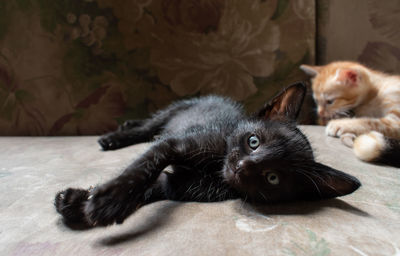 Portrait of cat relaxing on floor