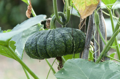 Close-up of plant