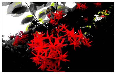 Close-up of red flowers