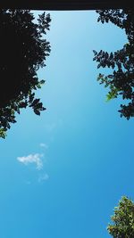 Low angle view of tree against blue sky