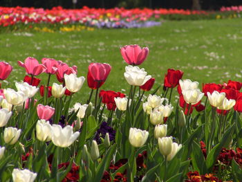 Close-up of pink tulips blooming in field