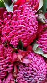 Full frame shot of pink flowers