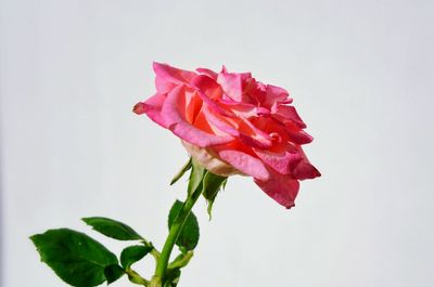 Close-up of pink rose against white background
