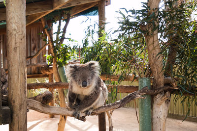 Koala on wooden structure in zoo