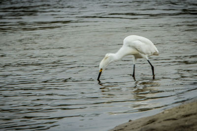 Close-up of swan in lake