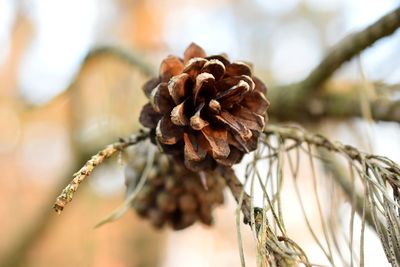 Close-up of dry flower