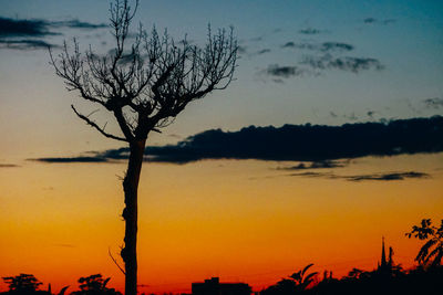 Silhouette of trees at sunset