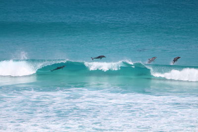 Dolphins jumping over waves on sea