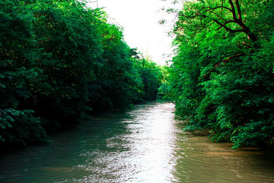 River flowing amidst trees in forest