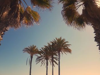 Low angle view of coconut palm trees against sky