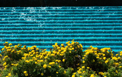 Close-up of yellow flowering plants