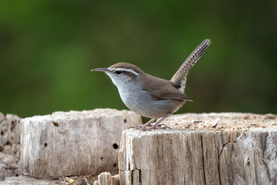 Close-up of bird perching on wooden post