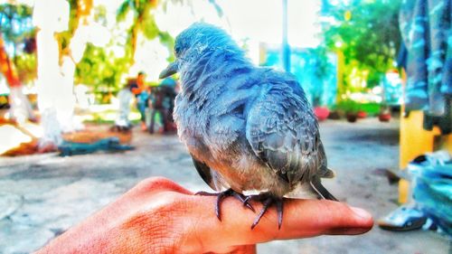 Close-up of hand holding bird