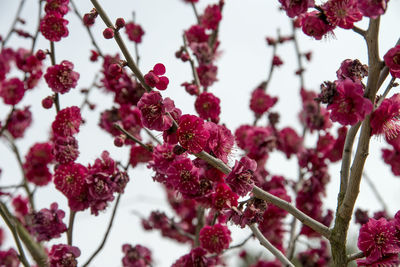 Low angle view of red flowers on tree