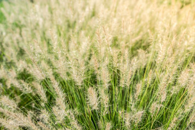Close-up of wheat field