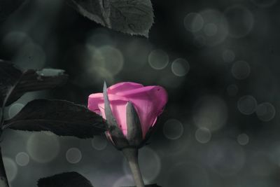 Close-up of pink lotus water lily