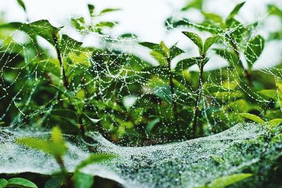 Close-up of water drops on spider web