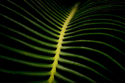 Close-up of green fern leaves