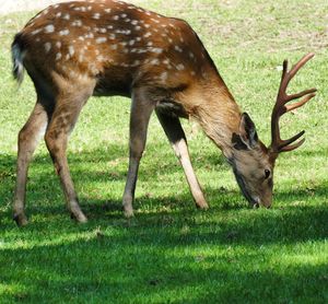 Deer grazing in a field