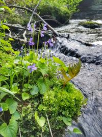 Close-up of plants growing in water