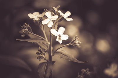 Close-up of white flowering plant