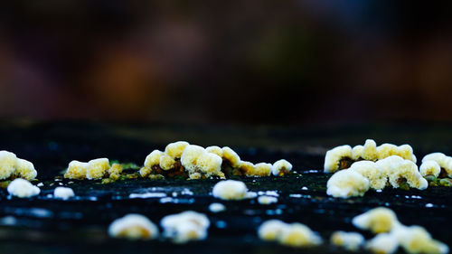 Close-up of fungus