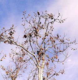 Low angle view of tree against clear sky