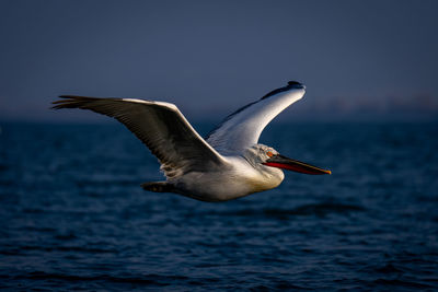 Pelican flying over lake