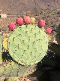 Close-up of cactus growing on field