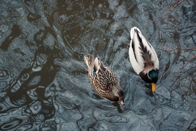 High angle view of mallard ducks swimming in lake