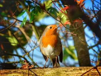 Close-up of bird perching on branch