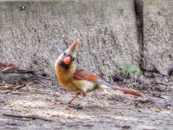 Close-up of bird on tree stump