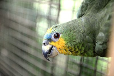 Close-up of parrot in cage