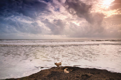 Dogs at shore by scenic sea against sky