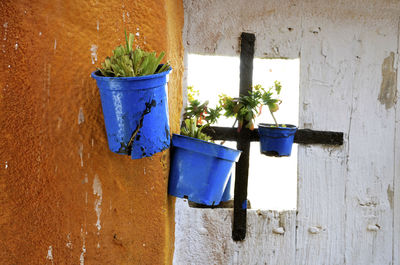 Potted plant against blue wall