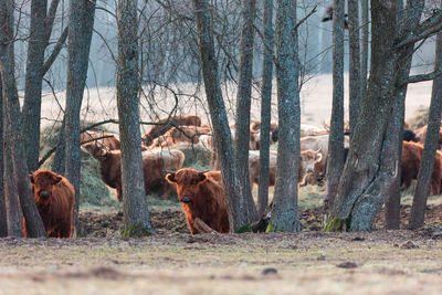 Gentle giants of spring. furry brown wild cow flock grazing in the field in northern europe