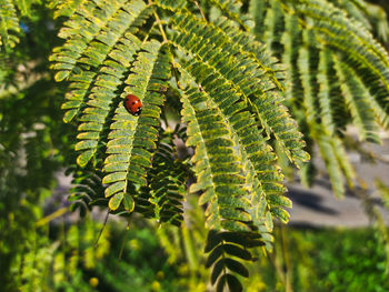 Close-up of ladybug on leaf