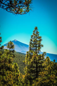 Trees on landscape against clear blue sky